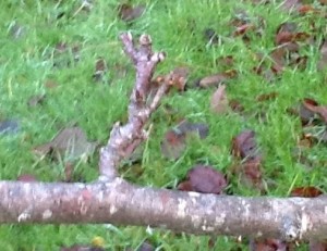 Apple spur with buds at the ends