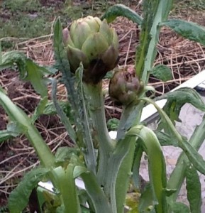 two of the three artichokes on the stalk, the largest about 4 inches in diameter