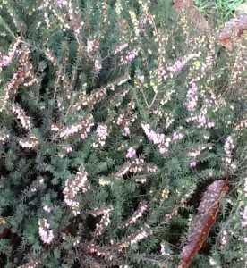 purple heather with a few chestnut leaves sprinkled in