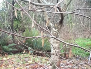 filbert catkins dangling in front of the chestnut trunk