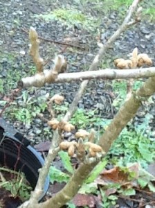 almost silvery witch hazel buds ready to bloom yellow and maroon