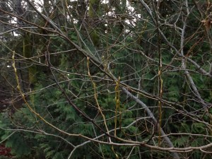 bright yellow-green buds on light green whip ends of salix