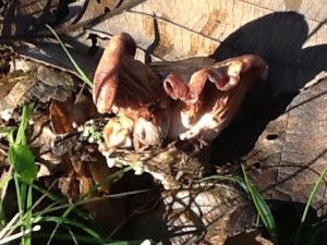 an interesting wood fungus that had fallen to the lawn