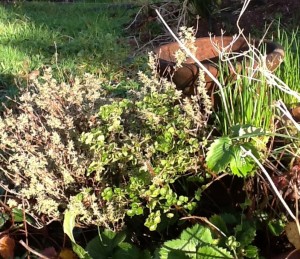 Thyme, marjoram, chives and strawberries in the garden on winter solstice