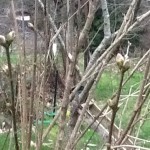 lilac buds swelling on branches