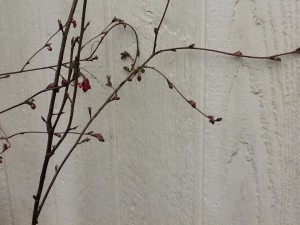 cheerful red flowering currant beginning to bloom next to house