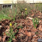 daffodils in bloom and hyacinths not far behind
