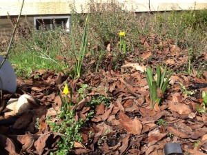 daffodils in bloom and hyacinths not far behind