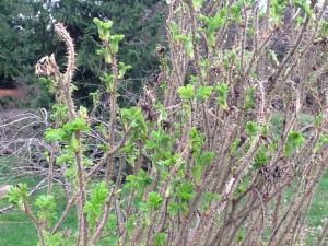 rosa rugosa with green leaves 