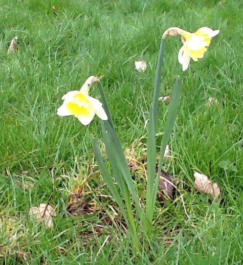two frilly daffodils in the lawn
