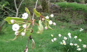 Blossoms on the Asian pear and the daffodils in the lawn.  A lovely, quiet corner of the orchard.