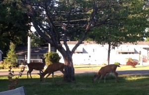 Dinner guests in Courtenay...