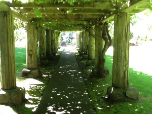 Looking down the long pergola, covered with old (and productive) grapes. 