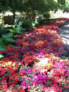 Masses of impatiens in the borders at the Filberg gardens.