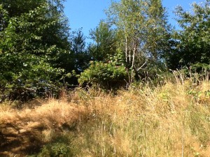 The rosa rugosa on the mound, bright vermillion blooms atop lanky, thorny limbs.