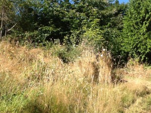 Somewhere in all this, a large fennel and my lovely pink rose that makes its own nosegays.