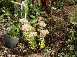 Sedum from my friend Dorothy, one of the few plants from up near the house to thrive in its temporary location!   It lives between a pot of strawberries and a spurge that is blooming with lovely pink bracts.