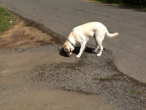 Murphy, learning who has been visiting "his" yard.  