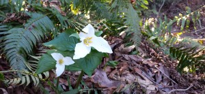 Once all the construction is done, I will be more able to get in and mark where the trillium are that remain.  I have lost so many, but as long as I have a few clusters, I know that by the time my future grandchildren are grown the grove will be full of them again.  Something to look forward to.