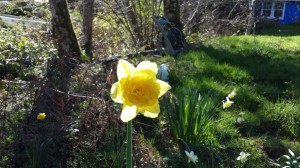 Unfortunately, though the stems are long they are not particularly strong.  I think I need to add calcium to the soil in this part of the yard, although the leaves and flowers are prolific enough, I am sure after 14 years it's time to replenish a few nutrients.