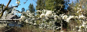 Wish I could capture the smell and the sound.  It was such a lovely afternoon, and the tree and bees were taking full advantage!