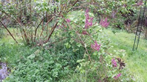Yes!  The lilacs are BLOOMING!