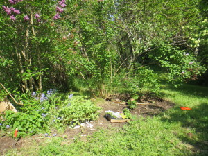 Fish pond and lilacs, after weeding but before planting new annuals.