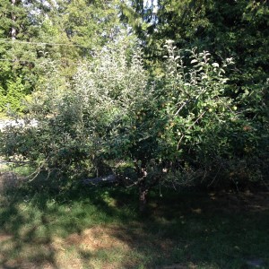 This is a four-in-one apple, the earliest variety is starting to color now, the deer are taste-testing the green ones already!