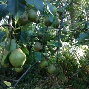 Asian Pear:  Ichiban?