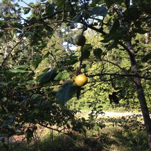 Golden Asian pear:  possibly shinseiki?