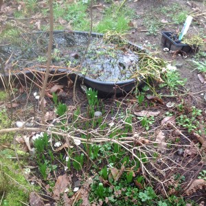 fish pond with bulbs next to base of lilac