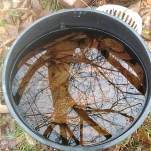 chestnut tree reflected in waterlogged planter