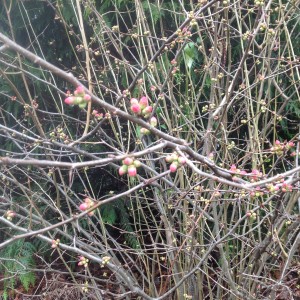 quince japonica with bright pink buds