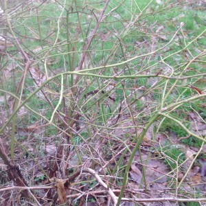 Blueberry already showing color at tips of branches