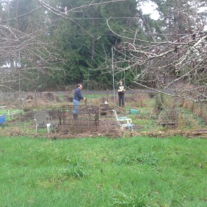 the garden from above