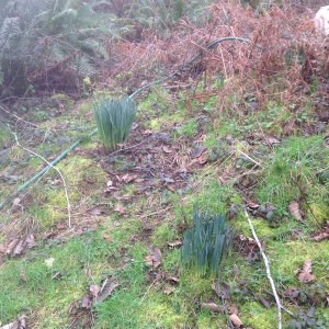 daffodils at edge of orchard