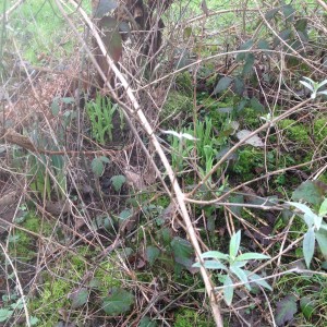 bulbs coming up under butterfly bush