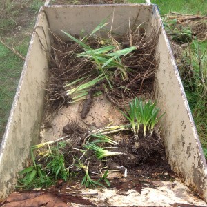 salvaged hyacinths and irises in wheelbarrow