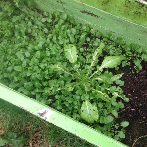 coldframe with weeds and bok choi