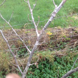 witch hazel blooms