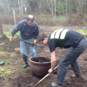 filling a pot with comfrey plant