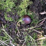 Under a rosa rugosa, safe from prying eyes, the little chestnut sent out a lovely long root.  In ten years it will have offspring of its own!