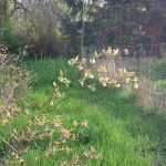 blueberries in bloom