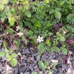 trailing blackberries