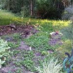 The garden by the fish (tadpole) pond.  One dahlia is "up" in this area, the other seems more reluctant.  I think the astrantias are dead, but the meadow rue is lively and will be gorgeous when it blooms!  The tall feathery plant on the right is bronze fennel, which I am enjoying in that place for now.