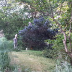 The ceanothus, or California Lilac, now dwarfs the 5 foot-tall statue my grandfather made years ago.  The bees just adore this purply-blue cloud, and so do I.