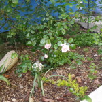 The pink rose that I brought from my parents' home soon after we moved in.  It did well enough in the front yard, but really seems to love the small well in the back patio.  Might have to divide it and give some away!