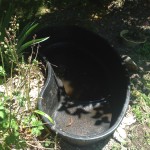 The emptied "pond" with just a couple inches of water remaining in the deep end.  Yes, that is a slug trying to climb out -- proof how little water remained were the many slugs living in the root system!