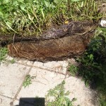 The entire pond was silted up within a few inches of the rim.  The plants' roots have interwoven until they are impossible to pry apart.