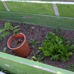 The seedling now has several pairs of leaves and is almost as tall as its pot.  Time to repot into a 5-gallon container!  The lettuces on the right are the only significant green in this now twice-planted space.  I think we're due for a reboot...